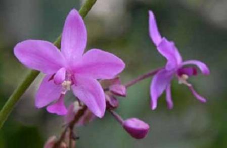 Convocan a concurso fotográfico sobre orquídeas