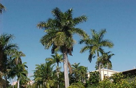 La palma real reverdece el paisaje cubano