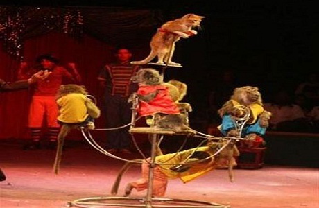 Espectáculo navideño del Circo Nacional de Cuba