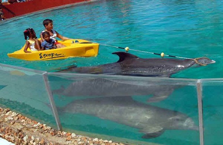 El Acuario Baconao y sus delfines atraen a los turistas