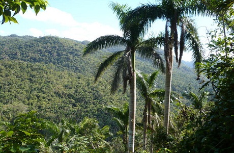 Cuba proyecta aumentar índice de boscosidad del país